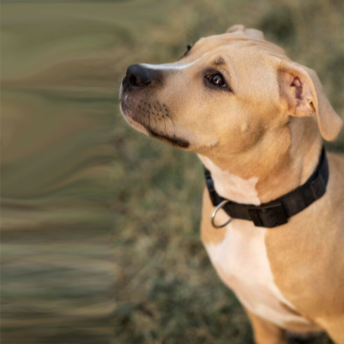 Toreonto 24/7 veterinary hospital