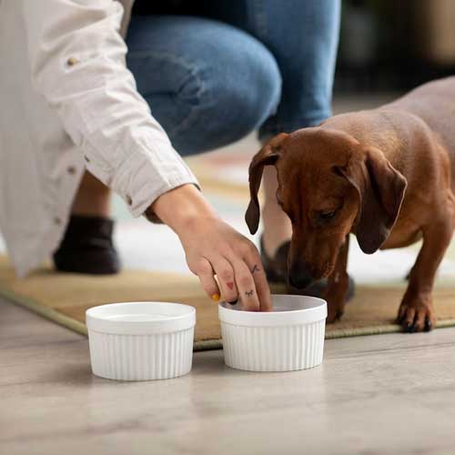 Toreonto 24/7 veterinary hospital