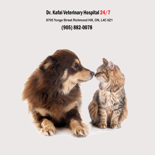 Toreonto 24/7 veterinary hospital