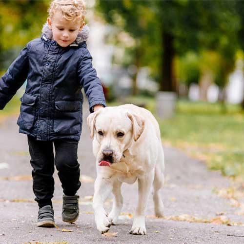 Toreonto 24/7 veterinary hospital